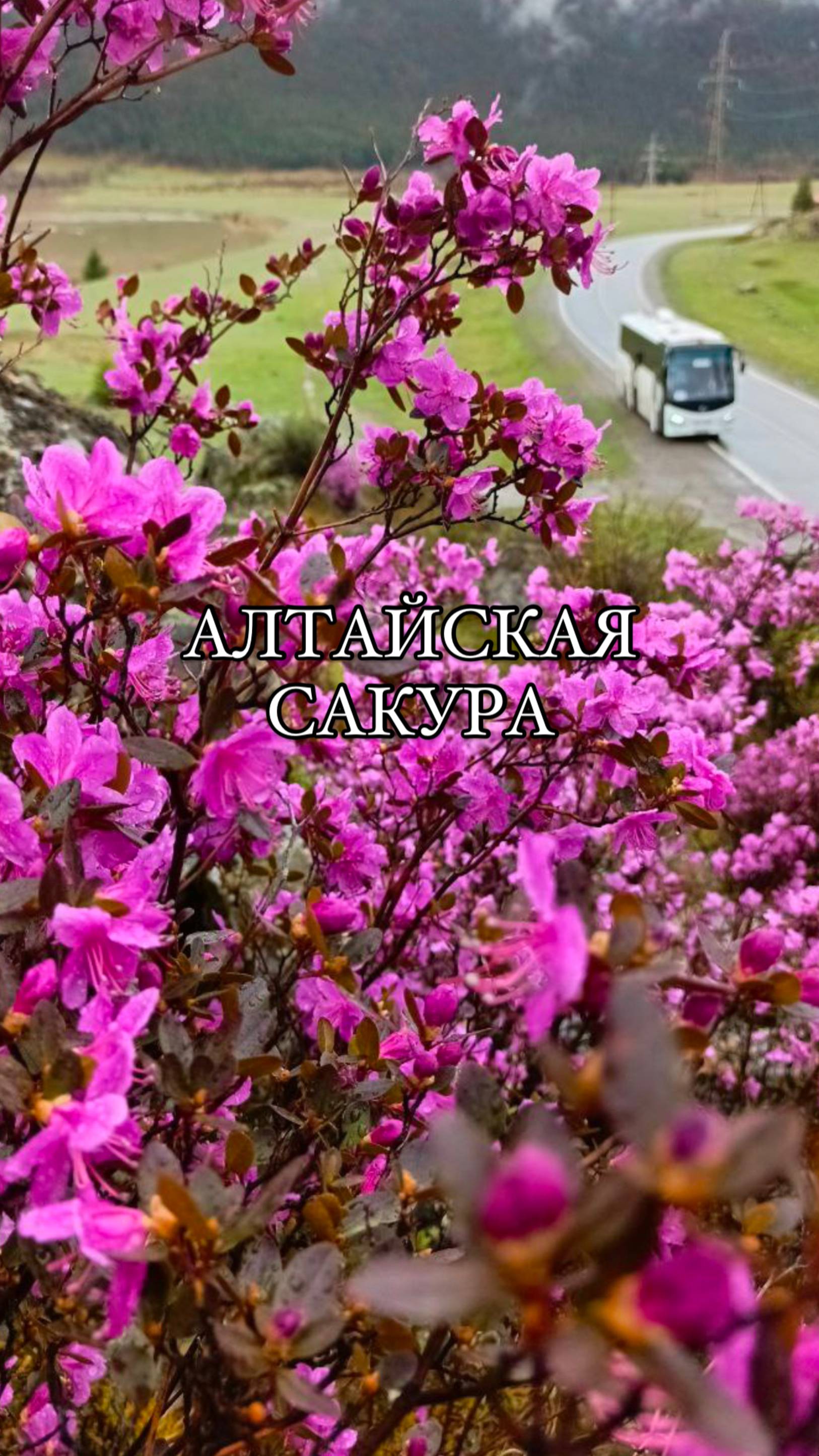 Розовая весна. Май. Алтай 💖 
#экскурсии #алтай #отпуск #туризм #турыпороссии #тур #отдых #цветение