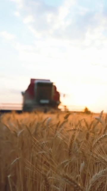 🤔 Безглютеновые продукты помогают худеть? МИФ и ПРАВДА ❄ Siberian Wellness / Сибирское Здоровье #sw