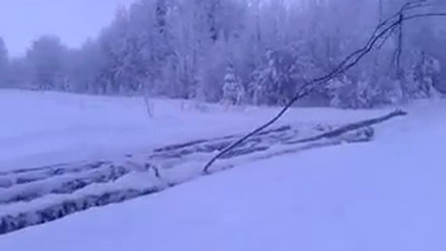 ДТ-75 тащит лес