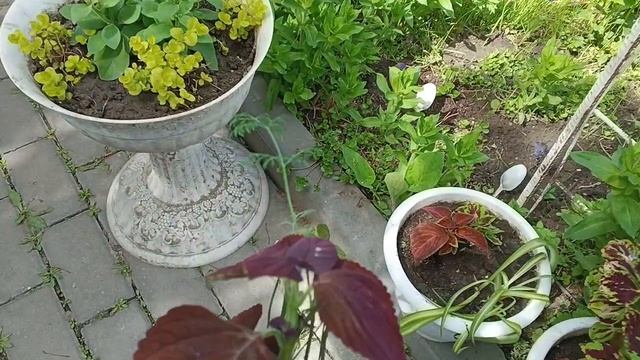 Потеплело выношу цветочки. С понедельника снова минус идёт