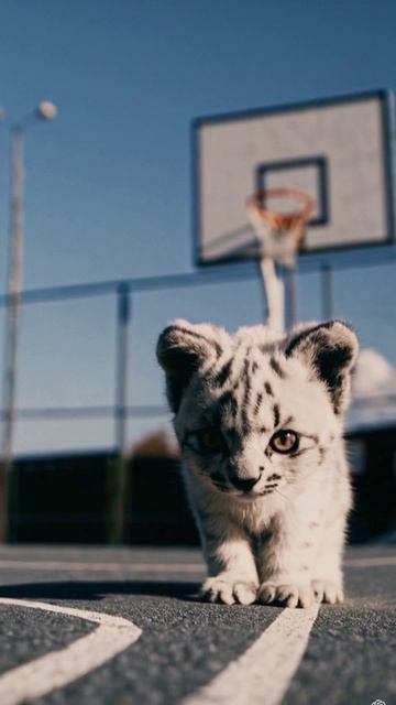 Малыш-леопард 🐆 обязательно покорил бы баскетбольную площадку... 🏀🔥 #леопард #баскетбол #город