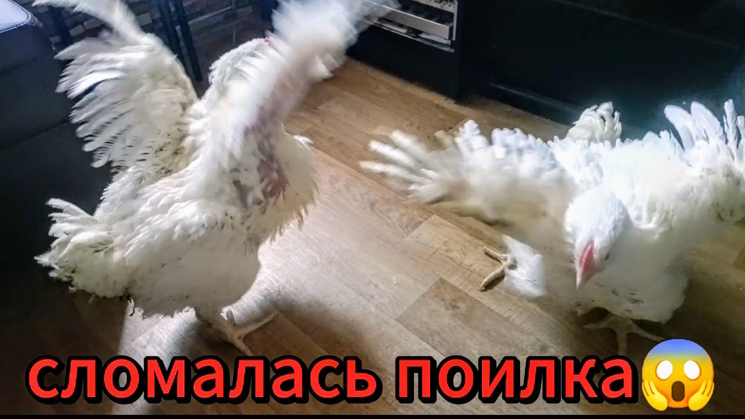 Бройлеры гуляют по кухне🐔сделали поилку🚰перловая каша