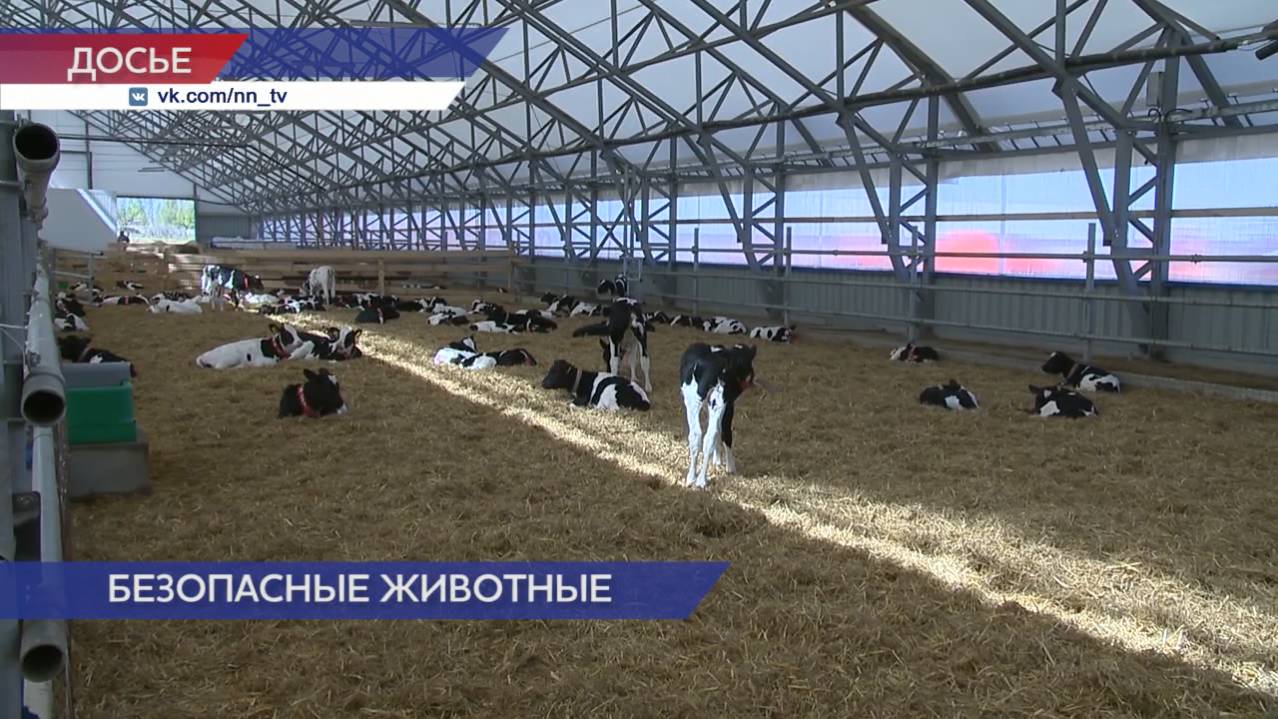 Нижегородцам обещают защиту от низкосортных продуктов