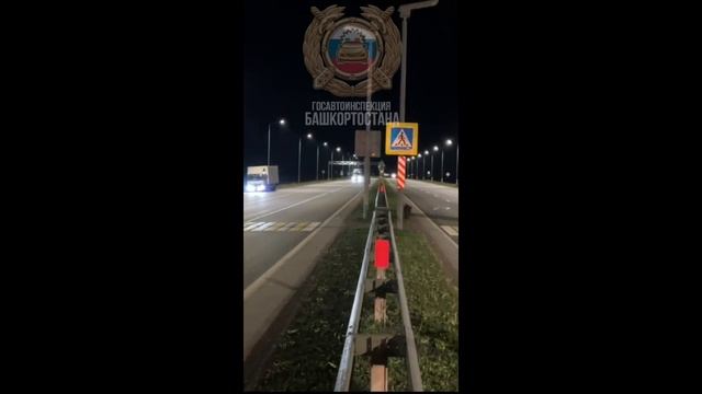 кабанчик переходит дорогу