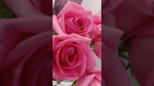 💞💓Шикарные Розы 💗💖💘💝