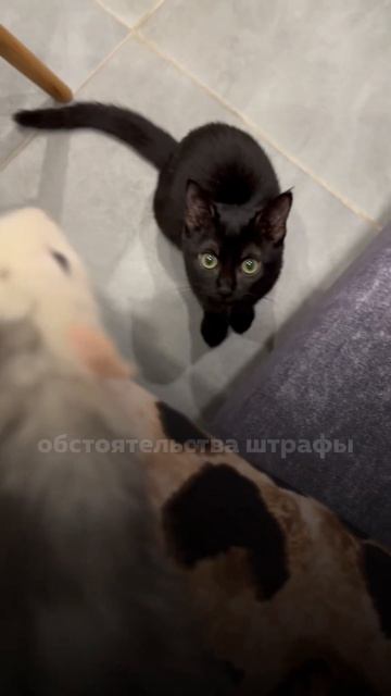 А вы тоже сливаете свои #деньги в унитаз? #васту #эзотерика #психология #стройка #дом