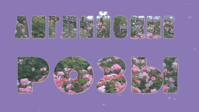 Розы в буквах (вариант фона)5