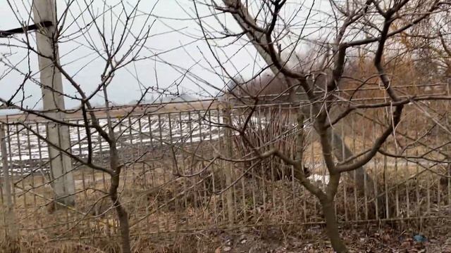 Результат щеплення черешні на вишню через 5 років