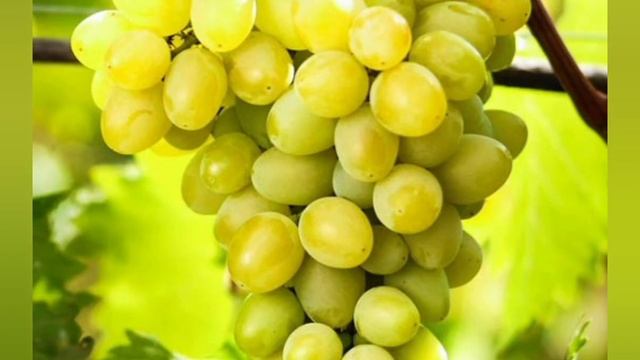 7 октября 2023 г.        🐝     ●   ВИНОГРАД.   ЗАХОДИТЕ НА КАНА?