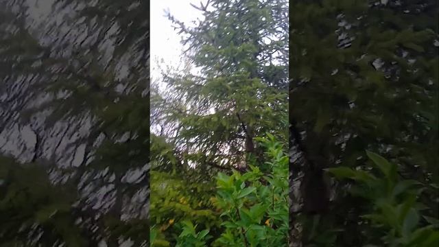 Невероятно: ещё не отвела магнолия, а уже цветёт сирен?
