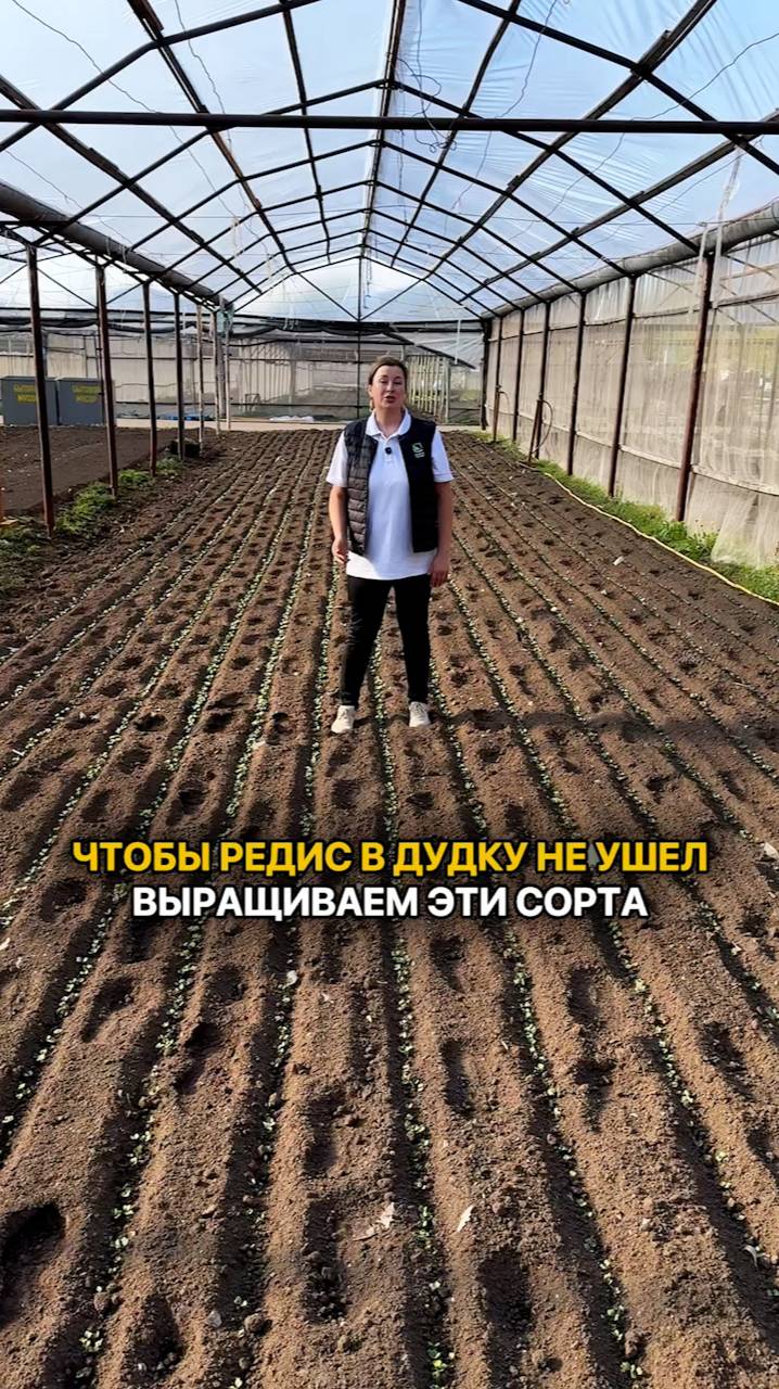 СОРТА РЕДИСА, чтобы он не ушел в дудку!