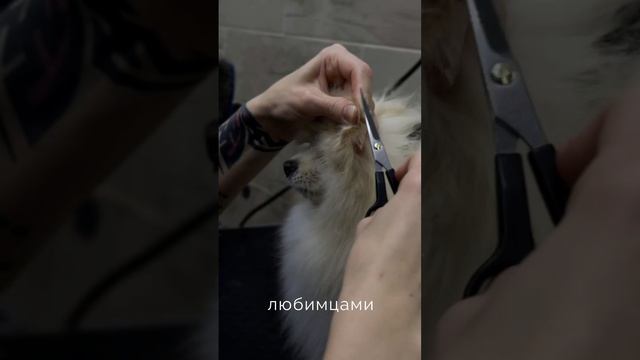 История породы шпиц📹