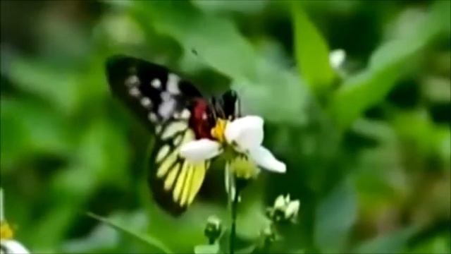 Бабочки в животе