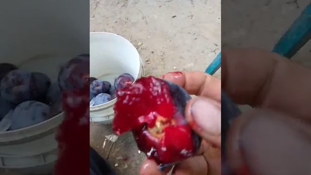 Слива Кримсон Гло