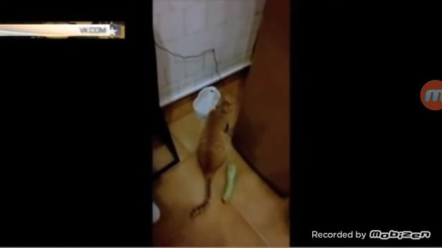 Коты боятся огурцов.Подборка приколов