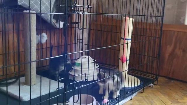Фристайло! Котомакафо!
#авангардисты зажигают :)