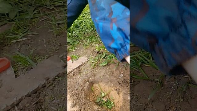 рум тур как сажать жёлудь