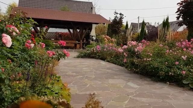 Мои цветущие цветы часть (16)
