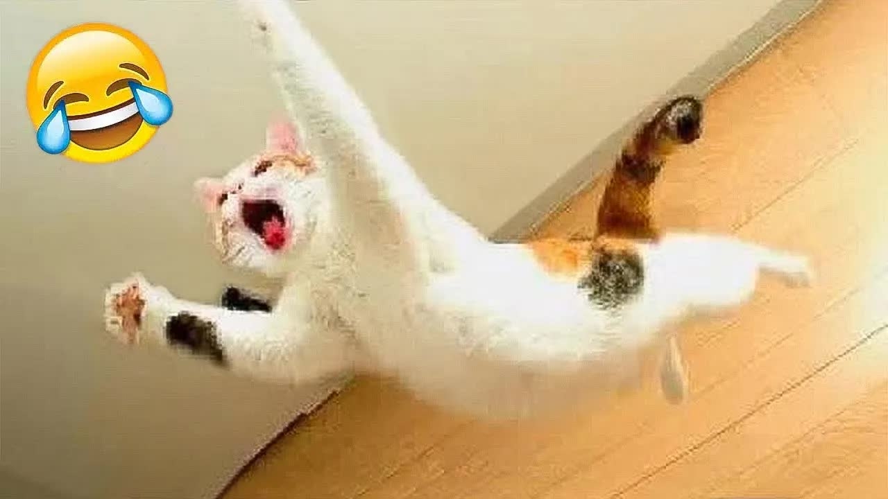 Самые смешные животные 😂 Приколы с котами и собаками  😺🐶