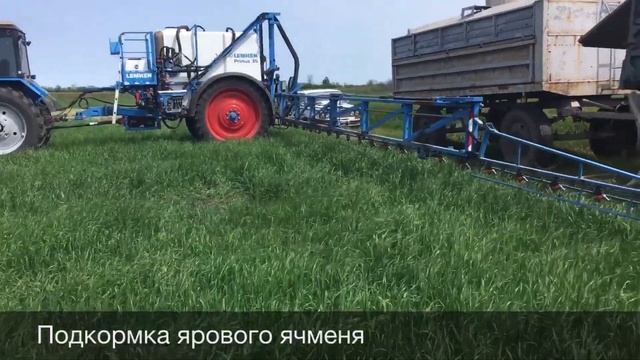 Два участка пшеницы Шестопаловка