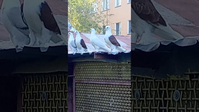 голуби Ломова