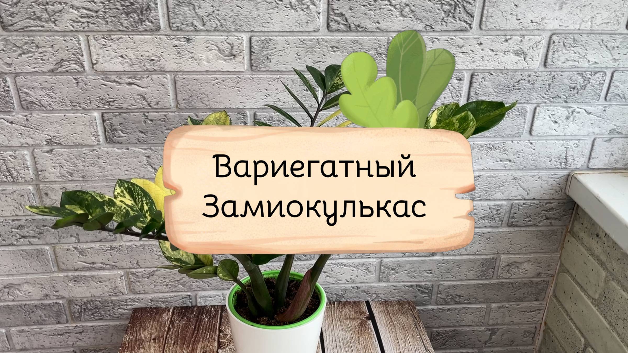 Вариегатный замиокулькас