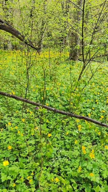 весенний лес в Краснодарском крае #лютик #дороникум #цветы #nature