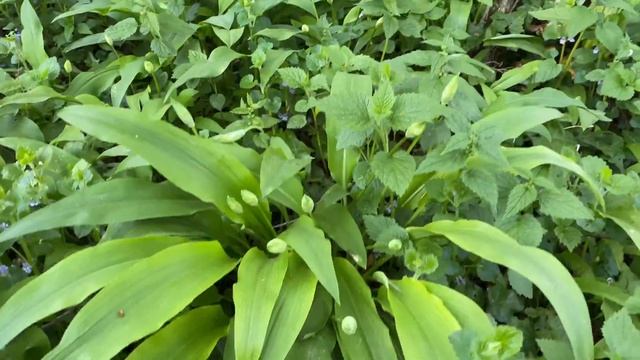 Allium ursinum, wild garlic (Черемша), April 17, 2022