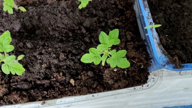 Я Обалдел! 1 Ложка Заставляет Любую Рассаду Толстеть и Активно Развиваться! Рассада Коренастая!