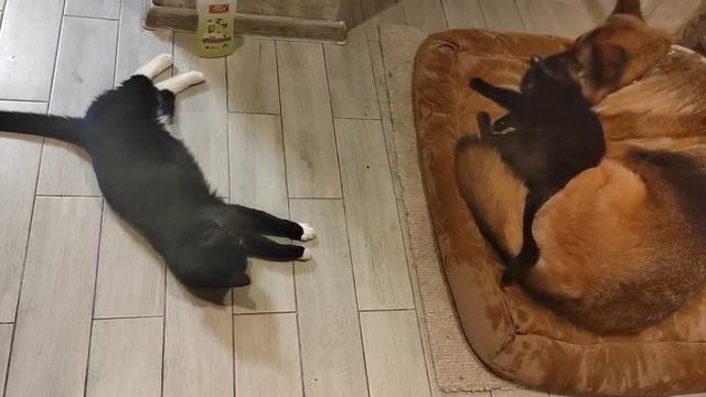 Эва и её коты