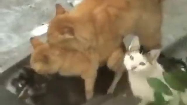мега ржака !!!!  коты прикол)))