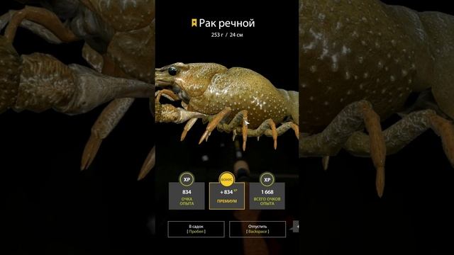 РАК ПИВНОЙ  НАЖИВОЧНЫЙ ТРОФ РР4 БЕЛАЯ - Русская Рыбалка 4 | RUSSIAN FISHING 4  #русскаярыбалка4 #рр4