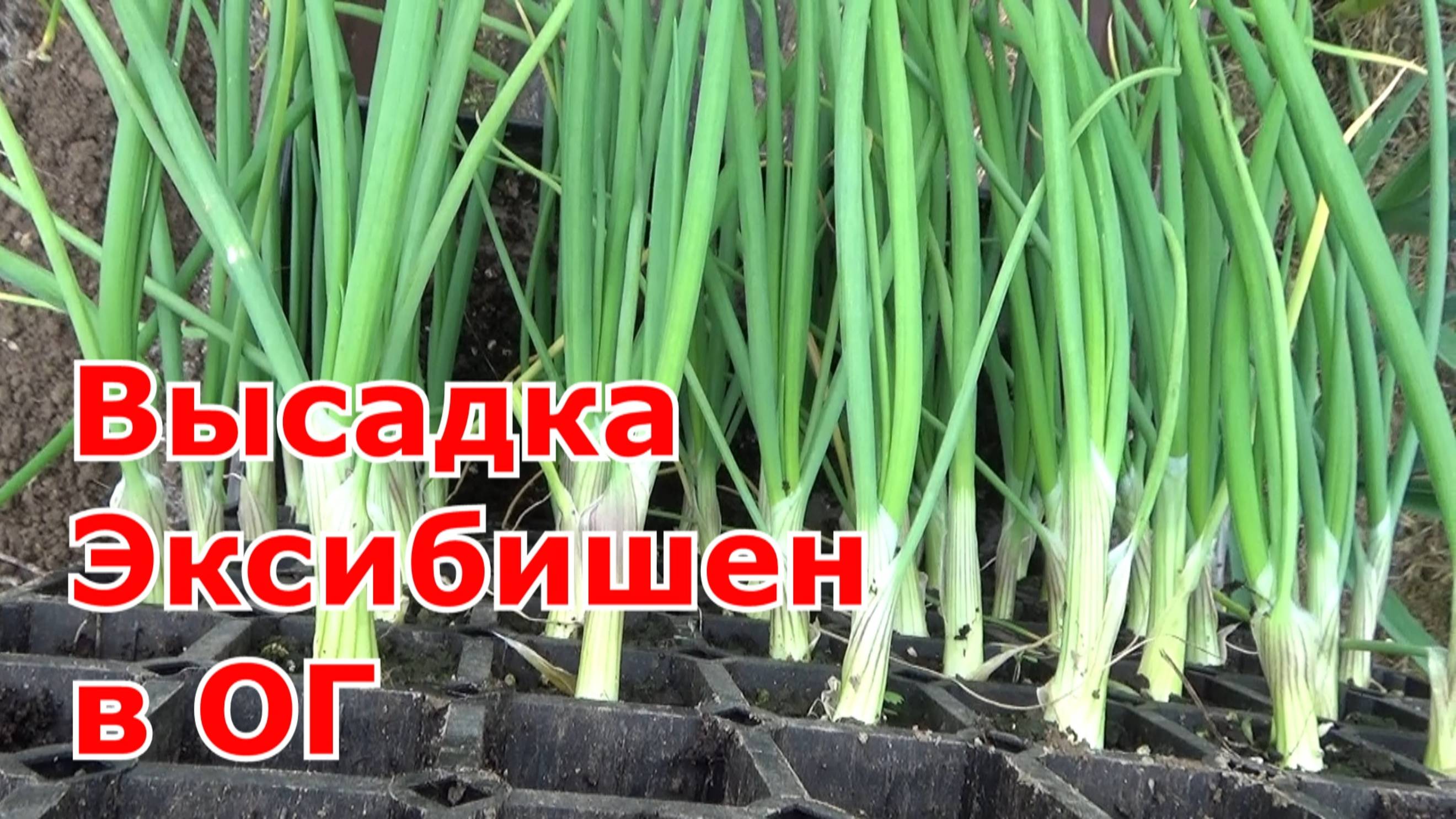 Лук Эксибишен- высадка рассады лука из своих и покупных семян. Что положить в лунки, чем обработать