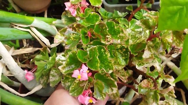 Комнатные цветы в саду 🌸🌿🌺