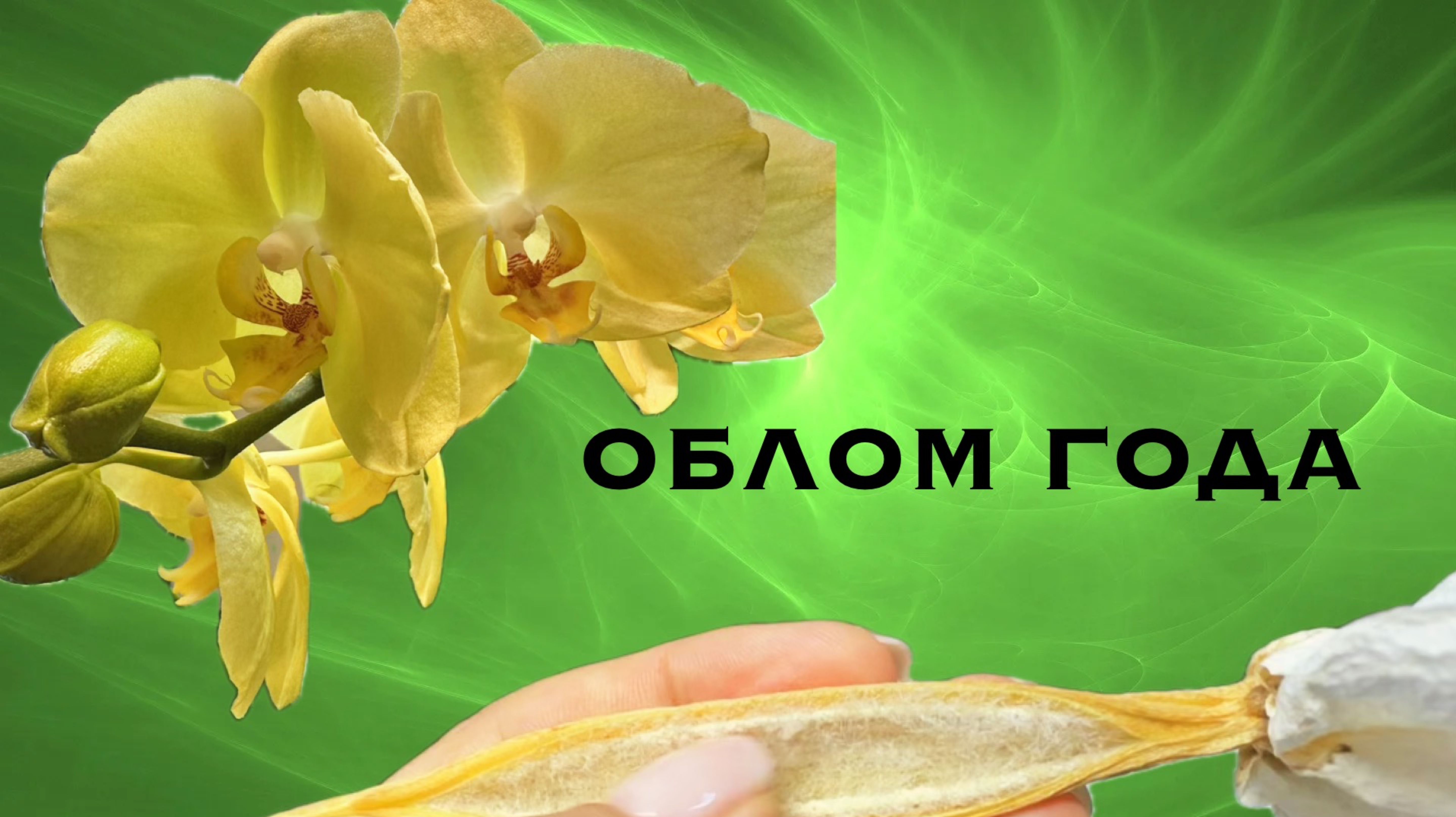Неудачная гибридизация орхидей