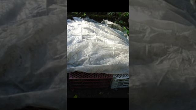 Эти хризантемы не зимуют, что делать? Спасите хризанте