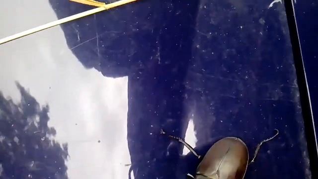 Жук - гангстер ПРИКОЛ!!!