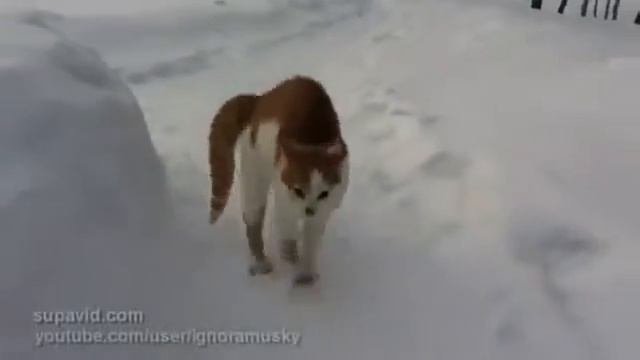 Кот котик зима страшный кот демон прикол смешно до слез
