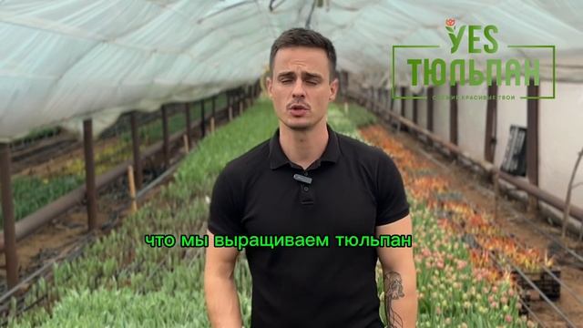 От чего зависит цена на тюльпаны в 2025 году?