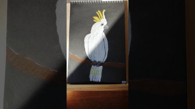 ПОПУГАЙ КАКАДУ. Цветные карандаши, формат А4.