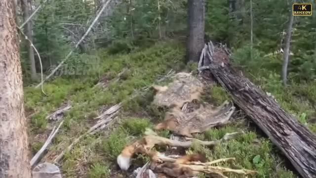 Такого в Лесу Ты Ещё Точно Не Видел! САМЫЕ СТРАШНЫЕ ЛЕСНЫЕ ВИДЕО! ТОП УЖАСНЫХ ВИДЕО.