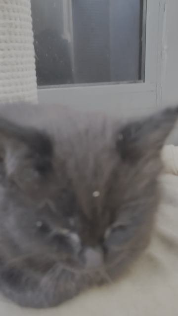 Продажа. Мейн-кун черные котята 1,5 мес.