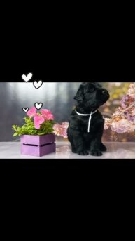 В ПРЕДЛОЖЕНИЕ ПИТОМНИКА
ЩЕНКИ РЧТ