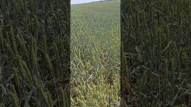 озимая пшеница сорт Собербаш Республика Калмыкия