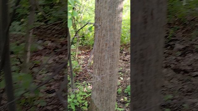 озорная белка 🐿️ 😁💚