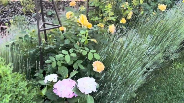 Троянда Ґолден Селебрейшин💛/ Golden Celebration rose💛