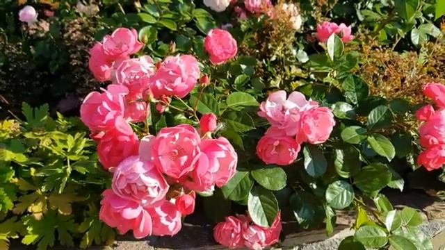 Какие цветы растут у меня на даче часть (1)