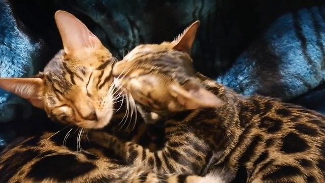 Геракл и Глория Алис-Бриллиант