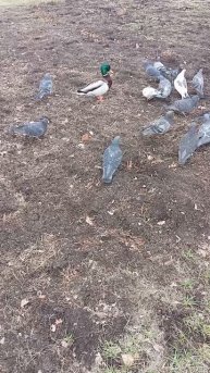 Ритуал денежный# short