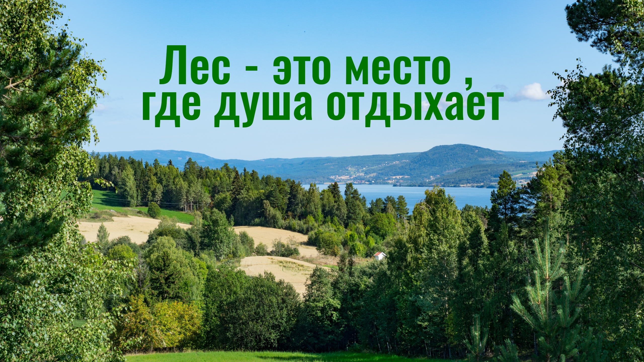 Зелёный лес _ Рыбалка на удочку